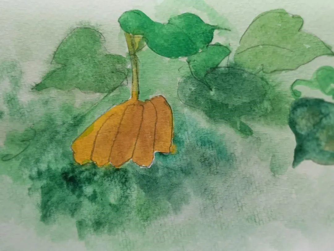 王瓜