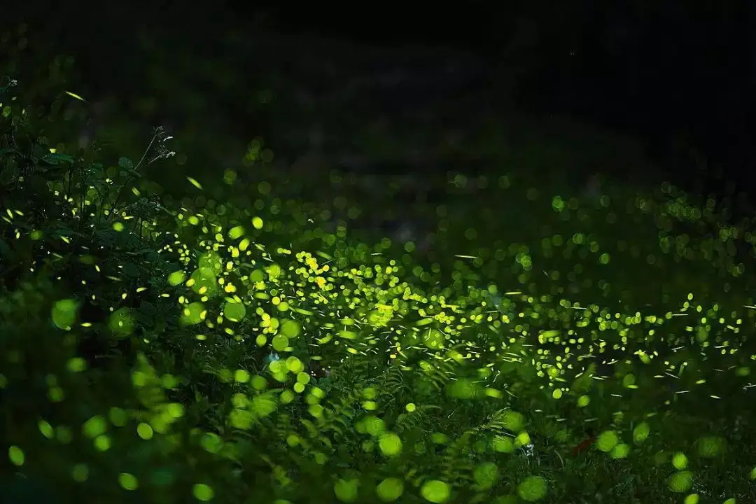 腐草