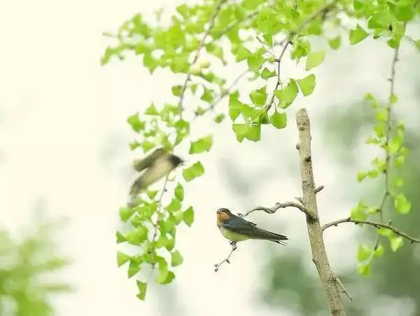 秋燕