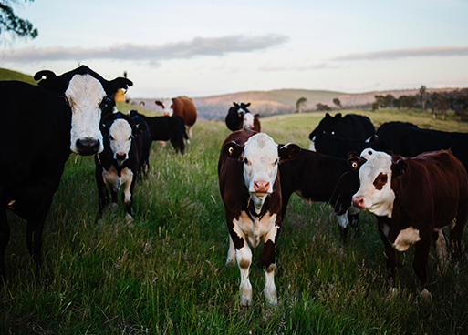 【轉(zhuǎn)載】農(nóng)業(yè)農(nóng)村部：將嚴(yán)厲查處水產(chǎn)養(yǎng)殖用抗生素違法生產(chǎn)、經(jīng)營和使用等違法...