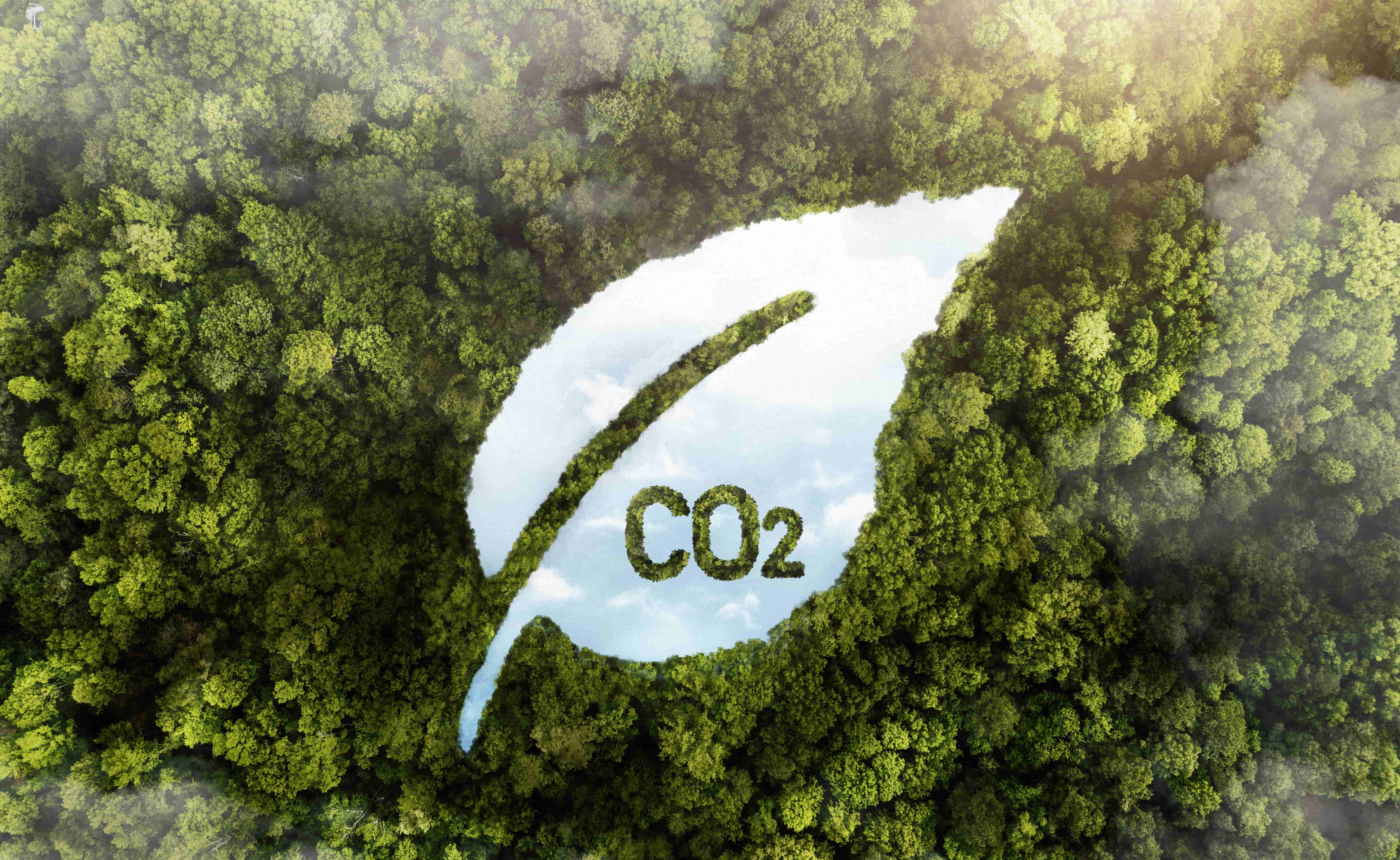 view-green-forest-trees-with-co2 (1)