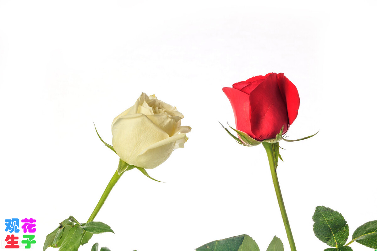 红白玫瑰