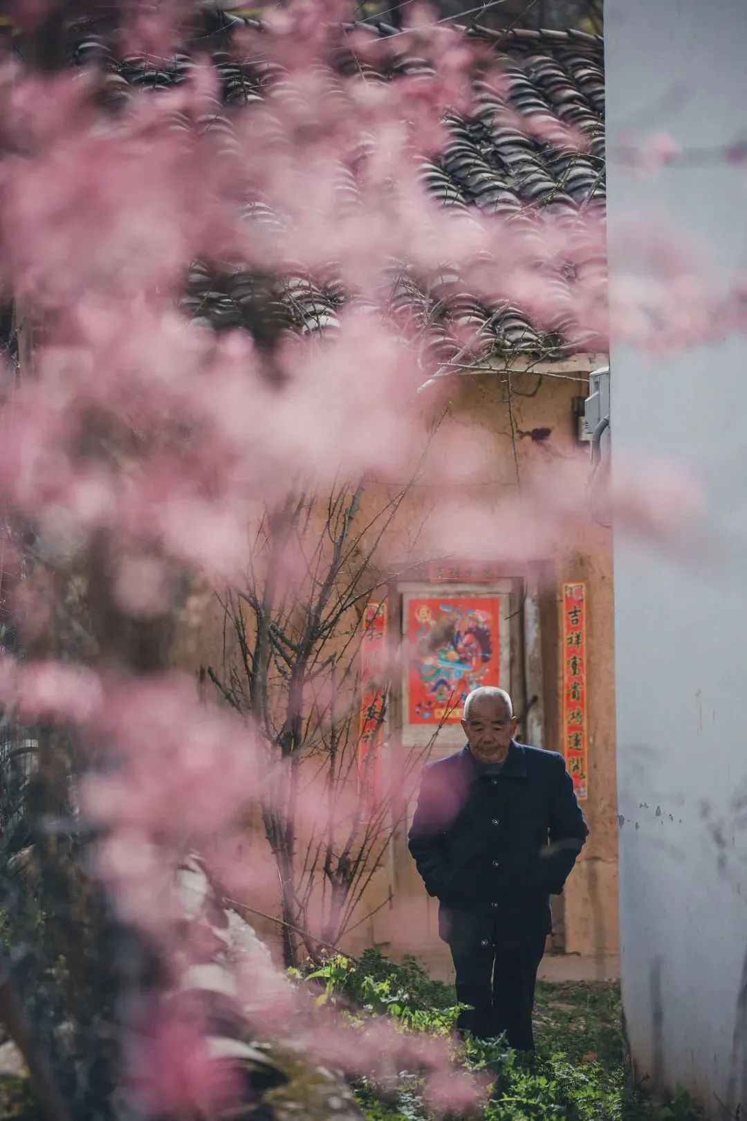 早春三花6