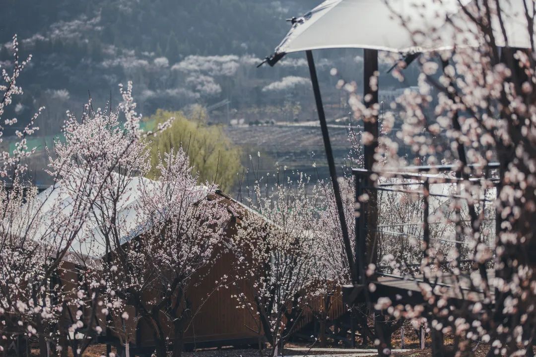 早春三花5