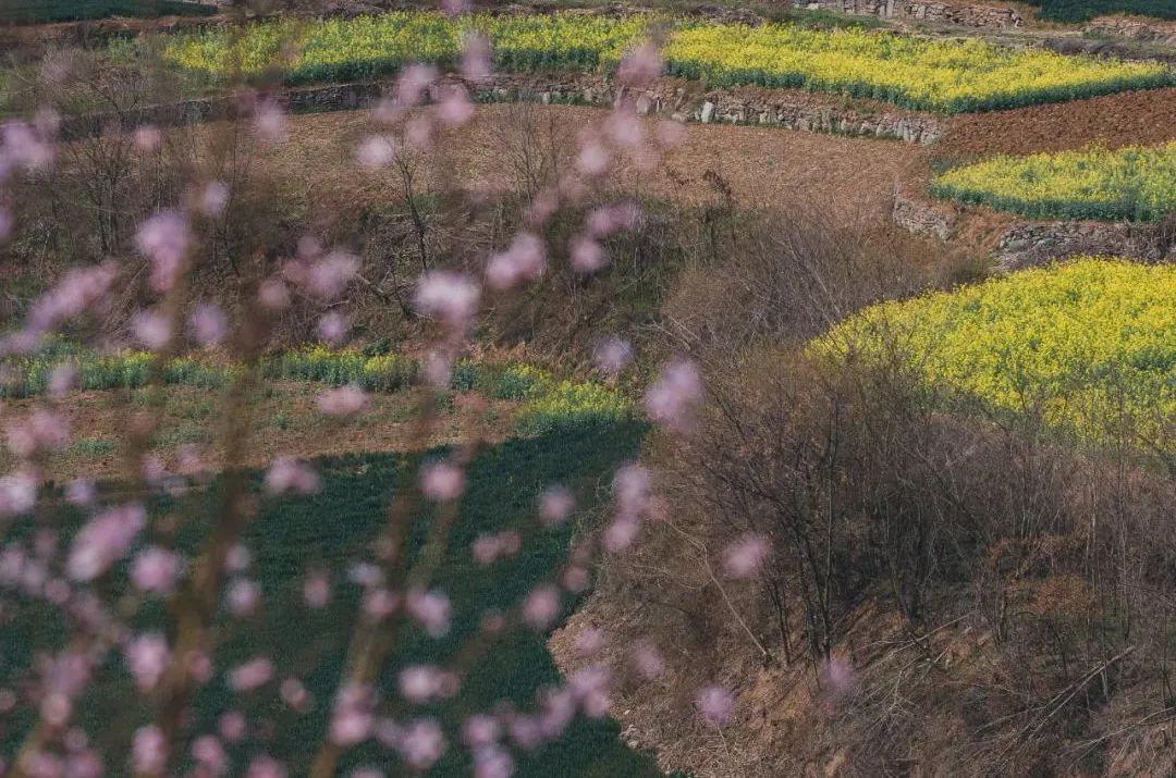早春三花13