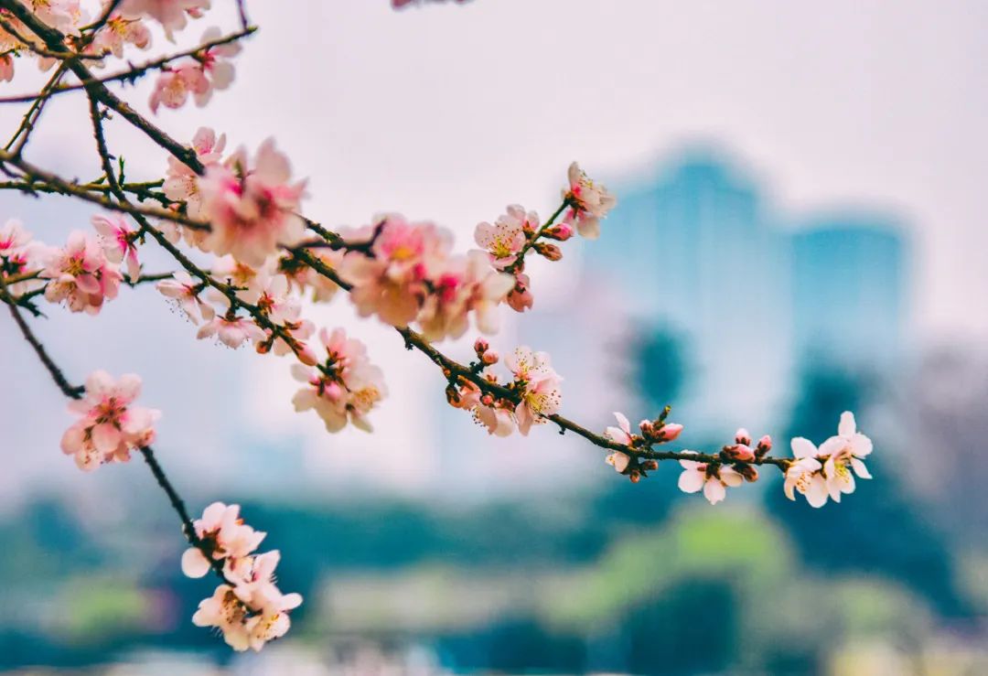 早春三花22
