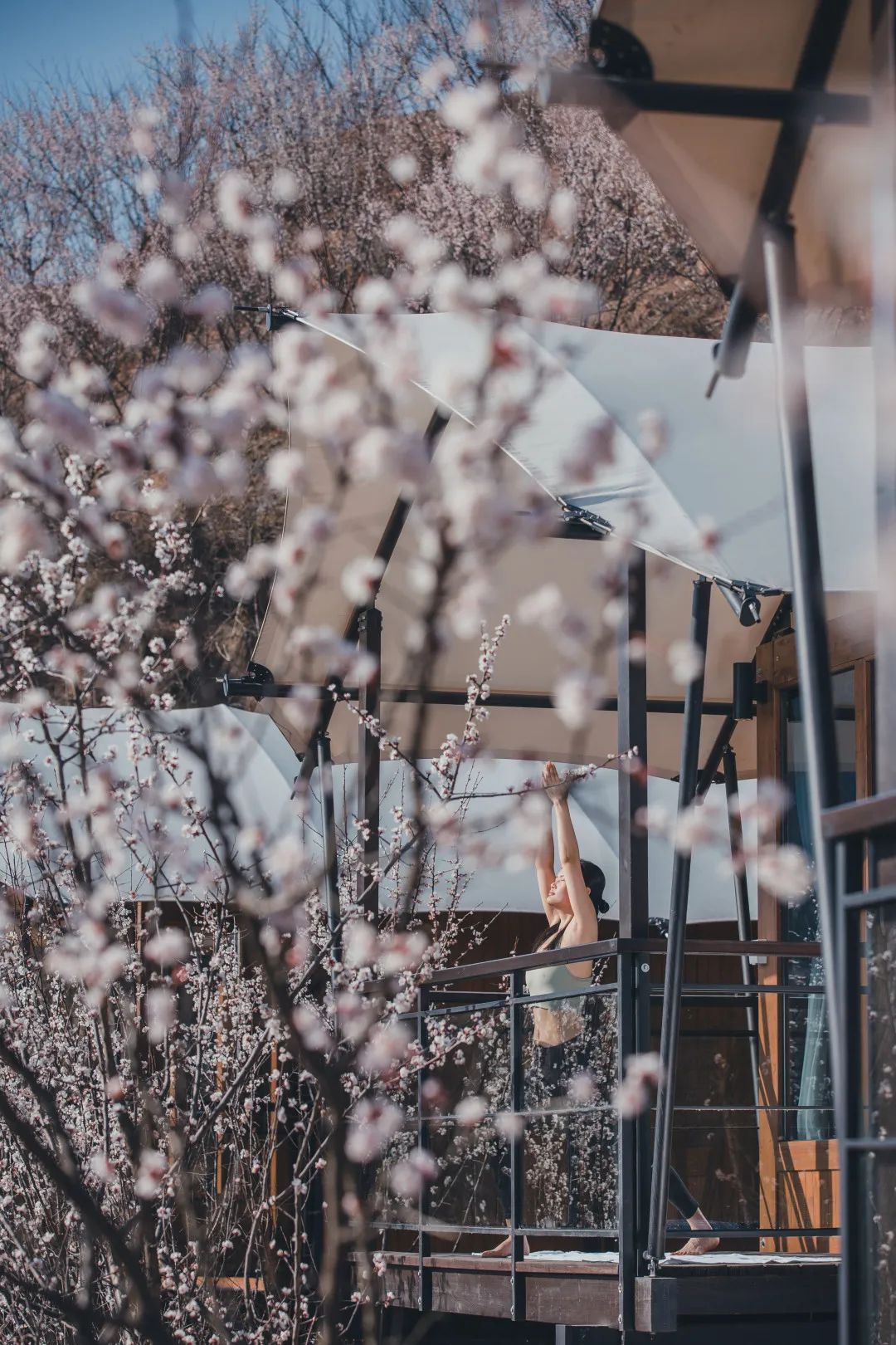 早春三花27