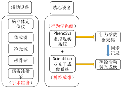 虚拟现实行为结合双光子成像