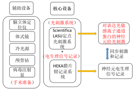 光刺激结合膜片钳记录