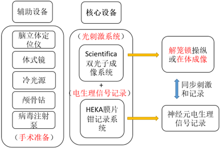 双光子成像结合膜片钳记录