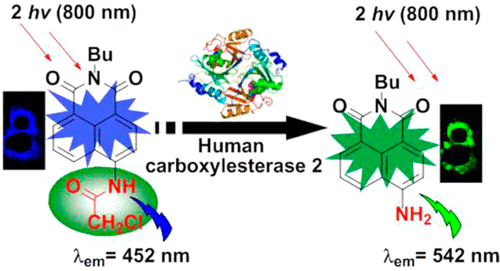 A Two-Photon Ratiometric Fluorescent Probe for Imaging Carboxylesterase 2 in Living Cells and Tissue...