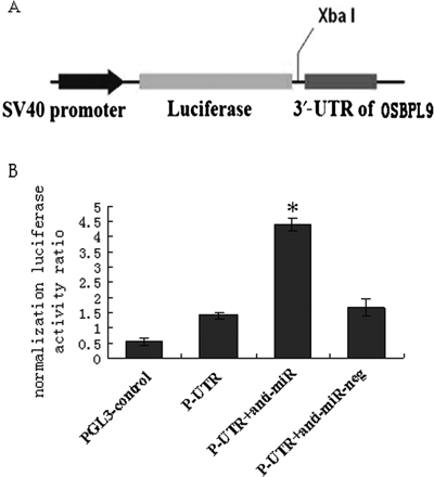 MicroRNA-125a-5p partly regulates the inflammatory response, lipid uptake, and ORP9 expression in oxLDL-stimulated monoc...