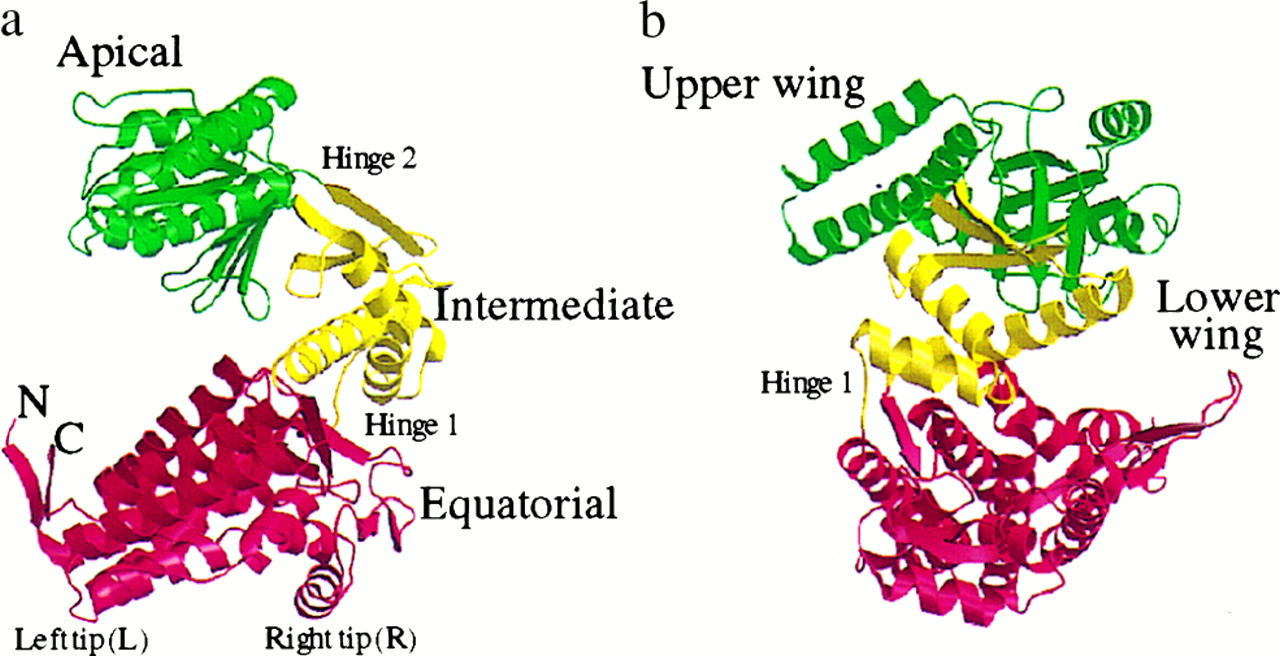The allosteric mechanism of the chaperonin GroEL: A dynamic analysis