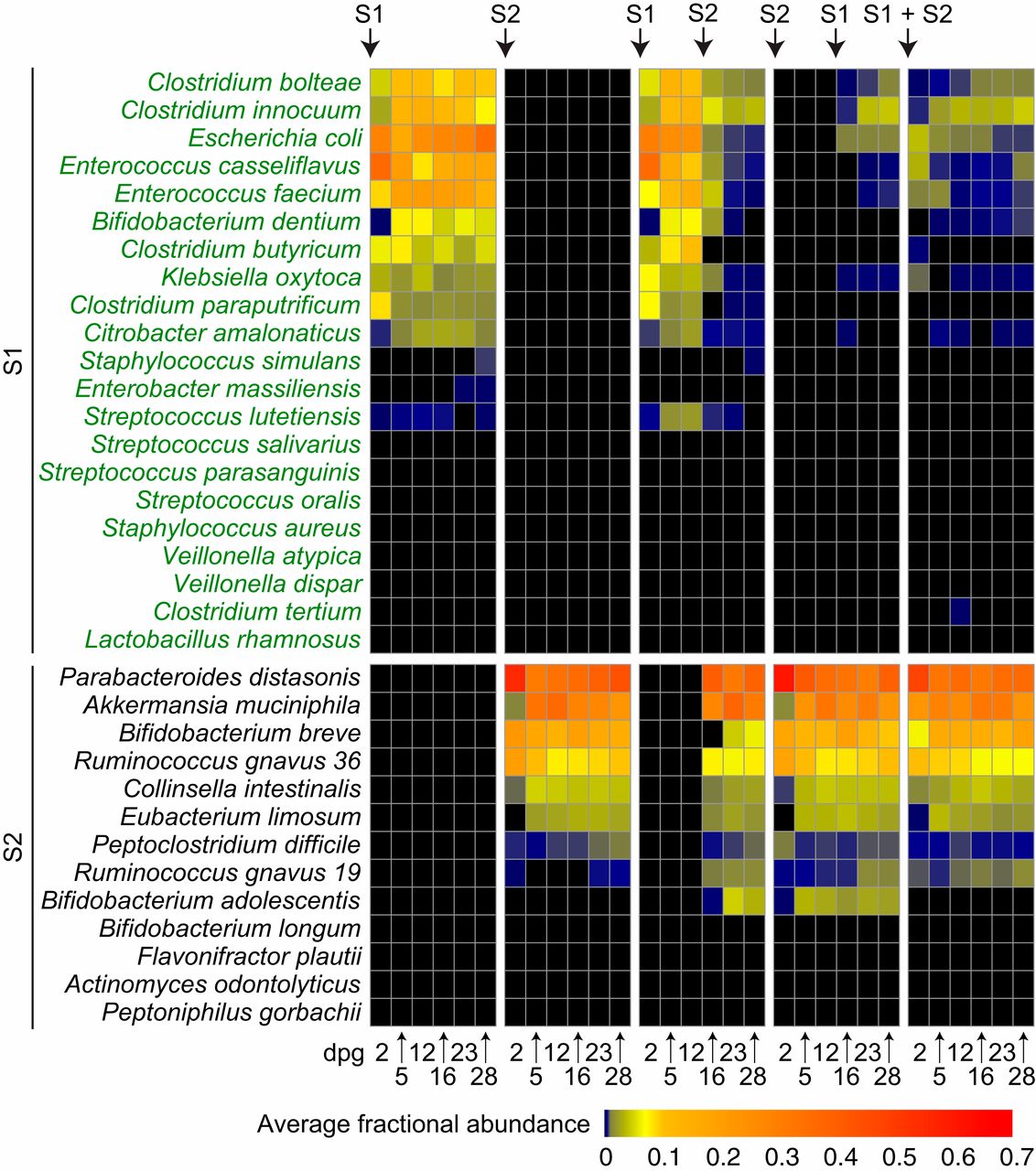 Identifying determinants of bacterial fitness in a model of human gut microbial succession