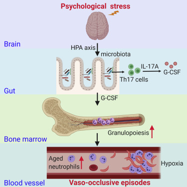 The Gut Microbiome Regulates Psychological-Stress-Induced Inflammation