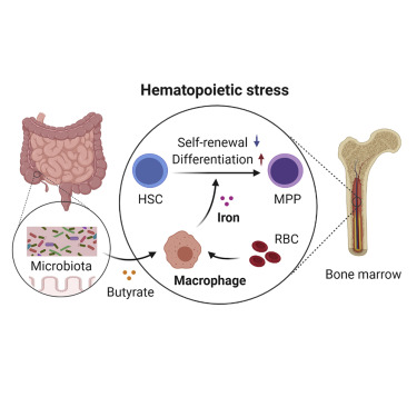 The microbiota regulates hematopoietic stem cell fate decisions by controlling iron availability in ...