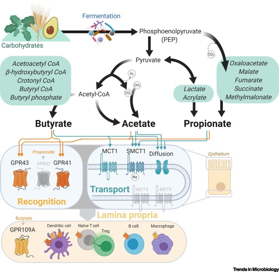 Microbial Regulation of Host Physiology by Short-chain Fatty Acids