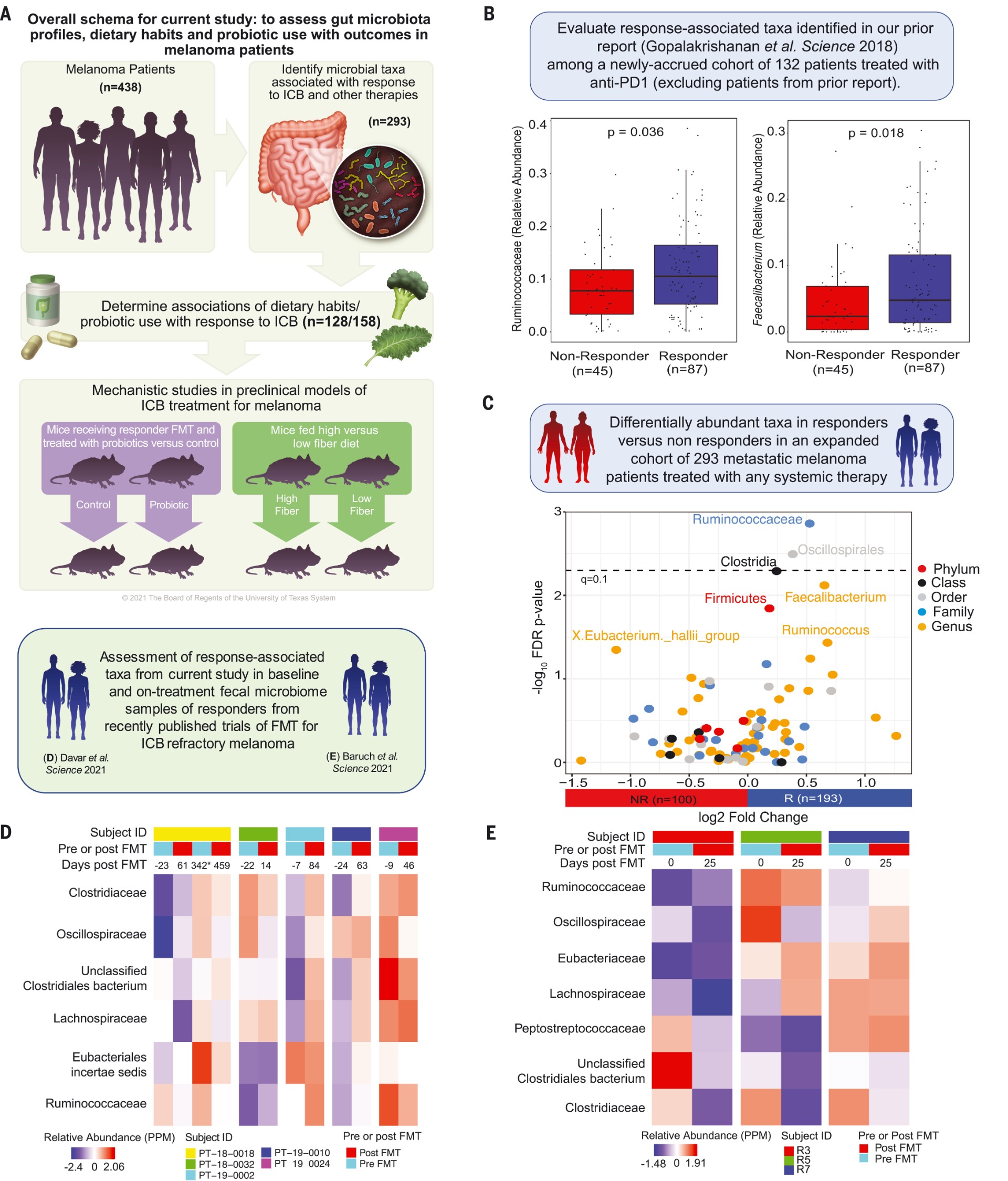 Dietary fiber and probiotics influence the gut microbiome and melanoma immunotherapy response
