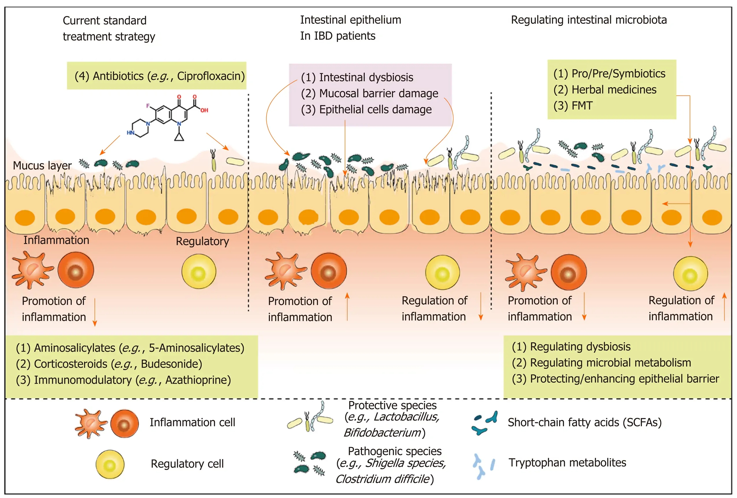 Regulation of the intestinal microbiota: An emerging therapeutic strategy for inflammatory bowel dis...