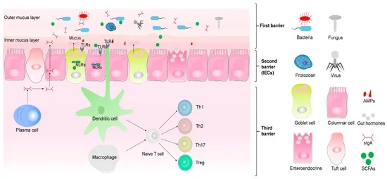 Inflammatory bowel disease: A potential result from the collusion between gut microbiota and mucosal...