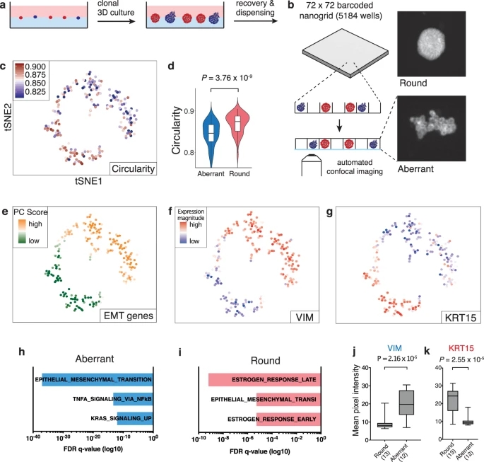 Pheno-seq – linking visual features and gene expression in 3D cell culture systems