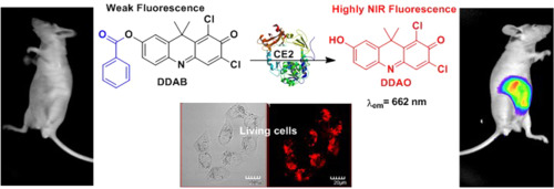 A highly selective near-infrared fluorescent probe for carboxylesterase 2 and its bioimaging applica...