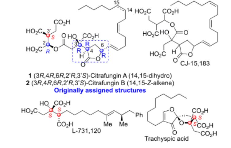 Total Synthesis and Stereochemical Reassignment of Citrafungin A