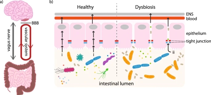The gut microbiome: a key player in the complexity of amyotrophic lateral sclerosis (ALS)