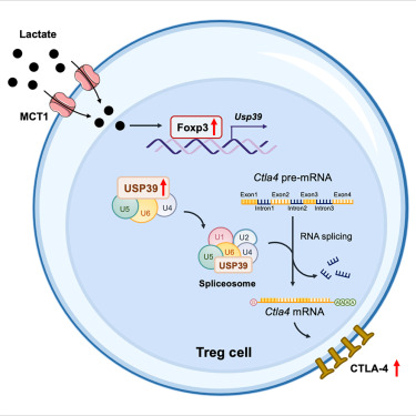 Lactate modulates RNA splicing to promote CTLA-4 expression in tumor-infiltrating regulatory T cells