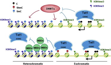 Genome-wide Regulation of 5hmC, 5mC, and Gene Expression by Tet1 Hydroxylase in Mouse Embryonic Stem Cells
