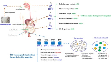 In vitro fecal fermentation properties of polysaccharides from Tremella fuciformis and related modulation effects on gut...