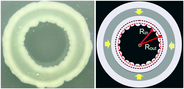 Capillary flow and mechanical buckling in a growing annular bacterial colony