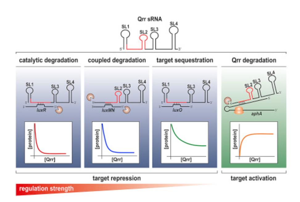 A Qrr noncoding RNA deploys four different regulatory mechanisms to optimize quorum-sensing dynamics