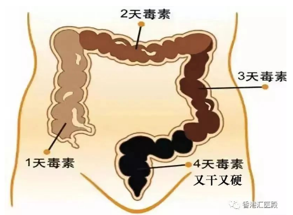 肠毒—是什么？