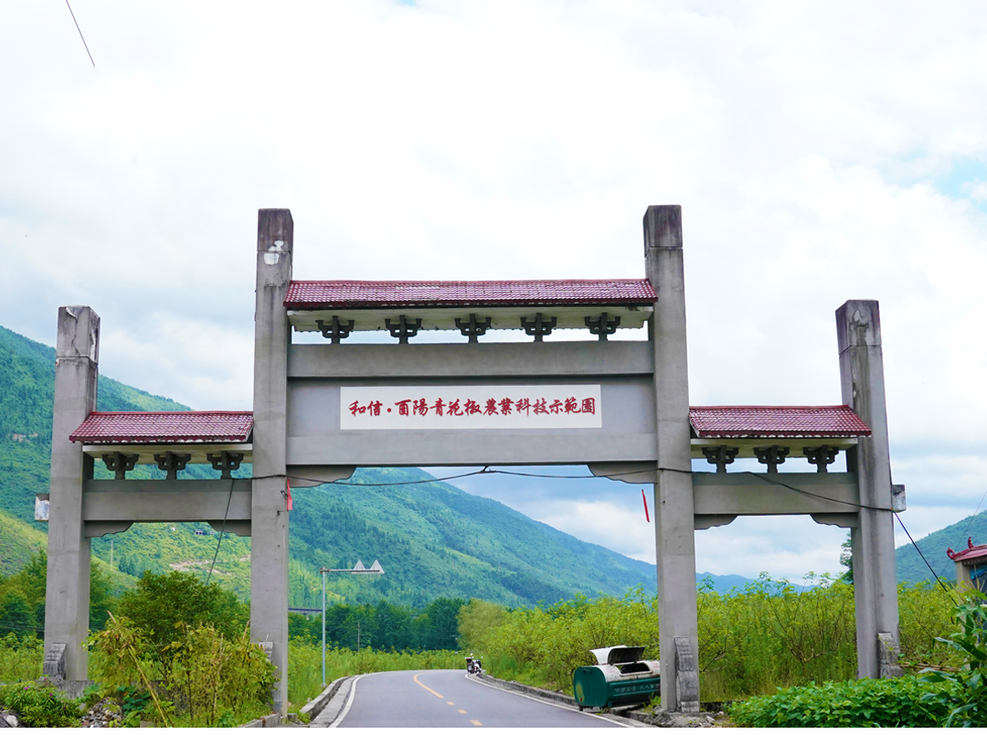 芯奢种植基地