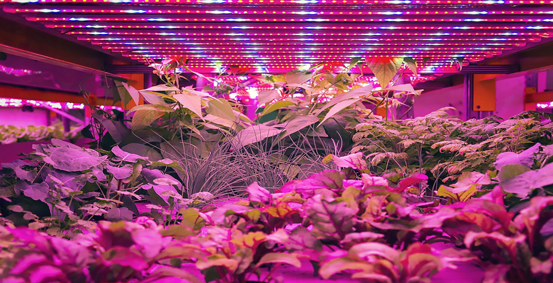 植物照明