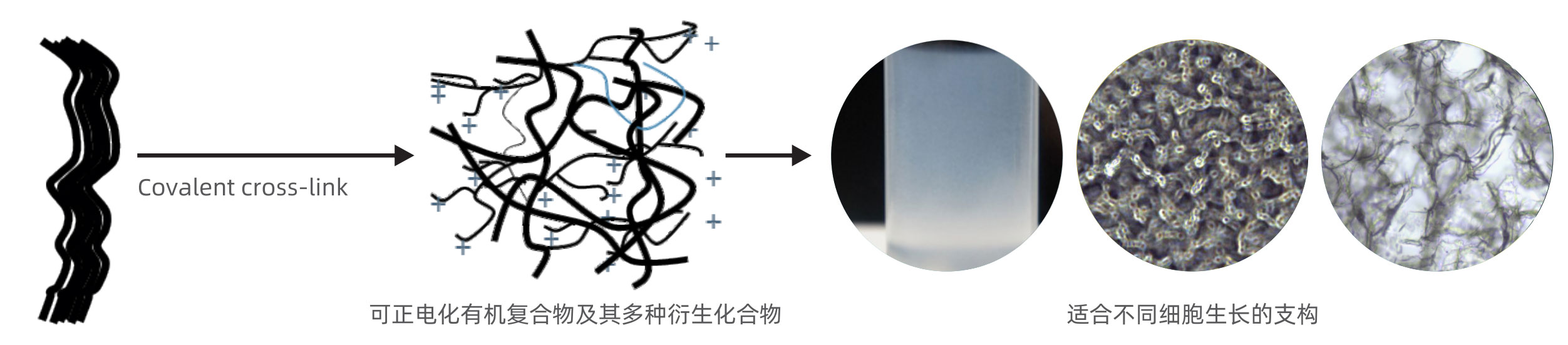 可调节生物材料可模拟各类细胞在体内的生理微环境，从而在体外更好的实现细胞/组织的生理功能