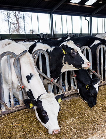 STEP 1  數據采集