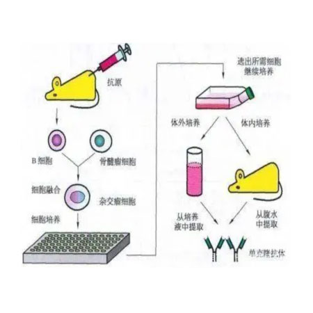 单克隆抗体制备、高效筛选
抗体鉴定，生物学功能研究技术
抗体人源化亲和力优化技术