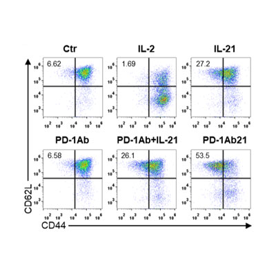 Activation, proliferation and differentiation
T cell response in vitro and in vivo
Systematic detection and analysis platform for immune cells, molecules and immune response