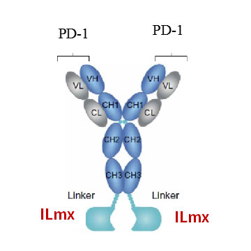 Construction of dual-target drugs
Construction of immune-cytokine
Functional identification
Biological specificity study