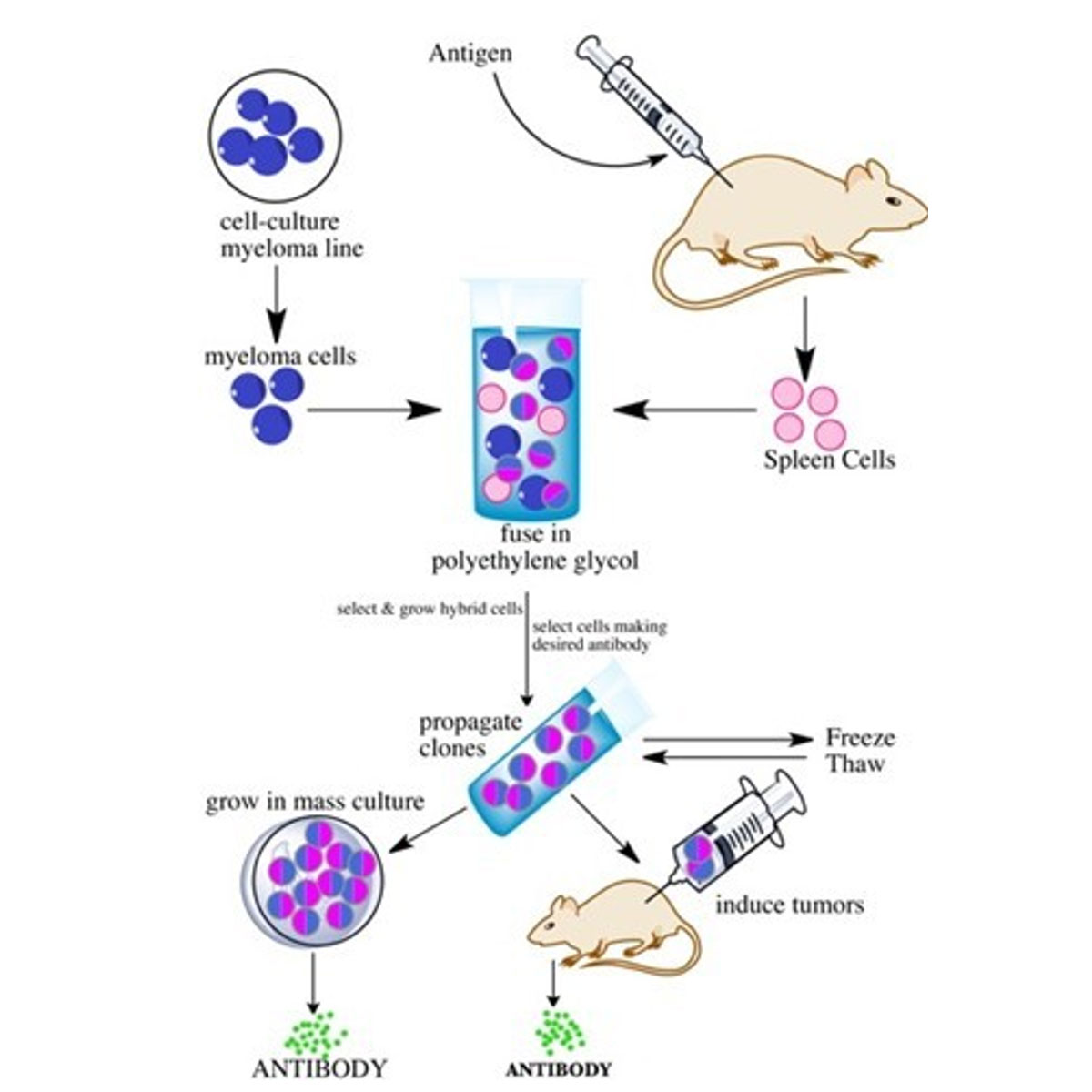 High-throughput screening and production of monoclonal antibody
Biological function study
Affinity optimization of humanization antibody