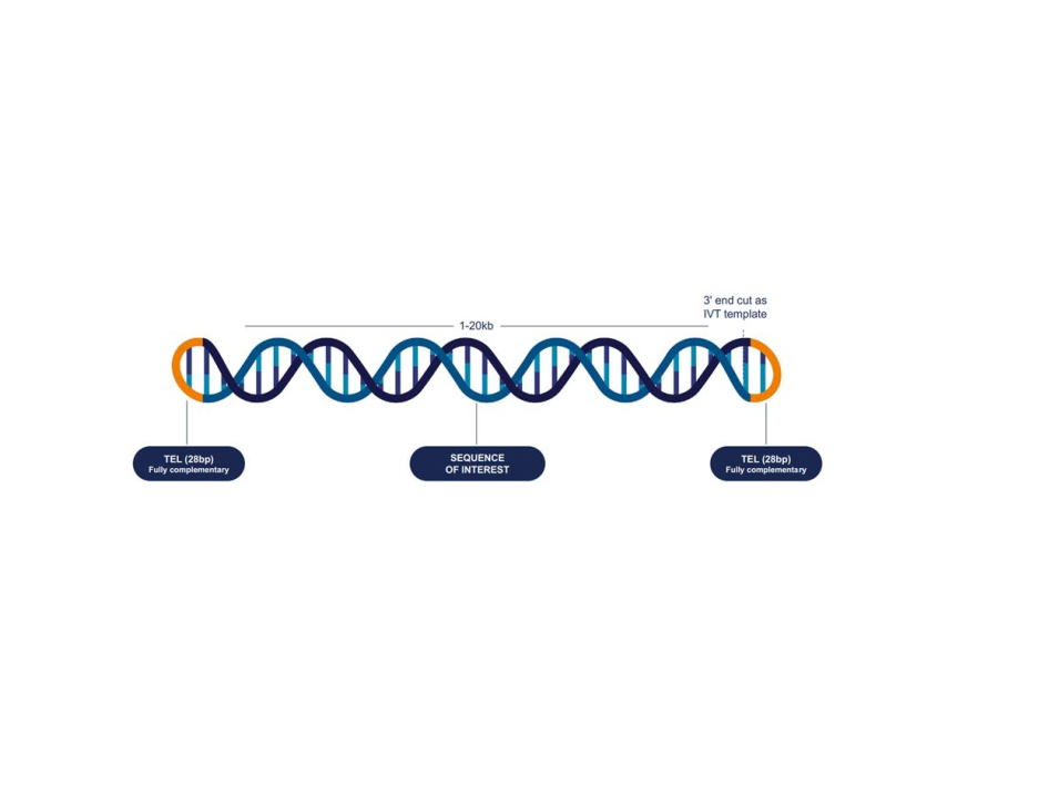 酶法合成DNA——ATMP疗法中DNA生产的更优解