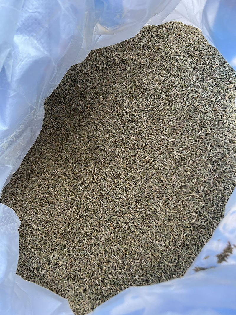 Cumin Seeds