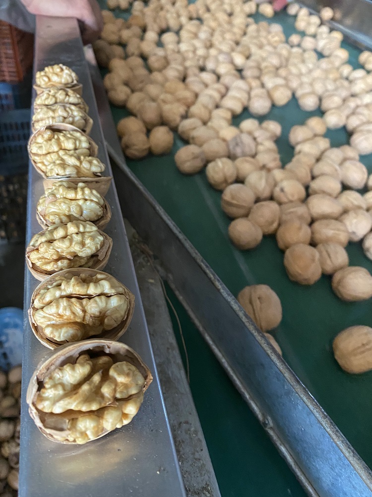 185 Walnut in shell
