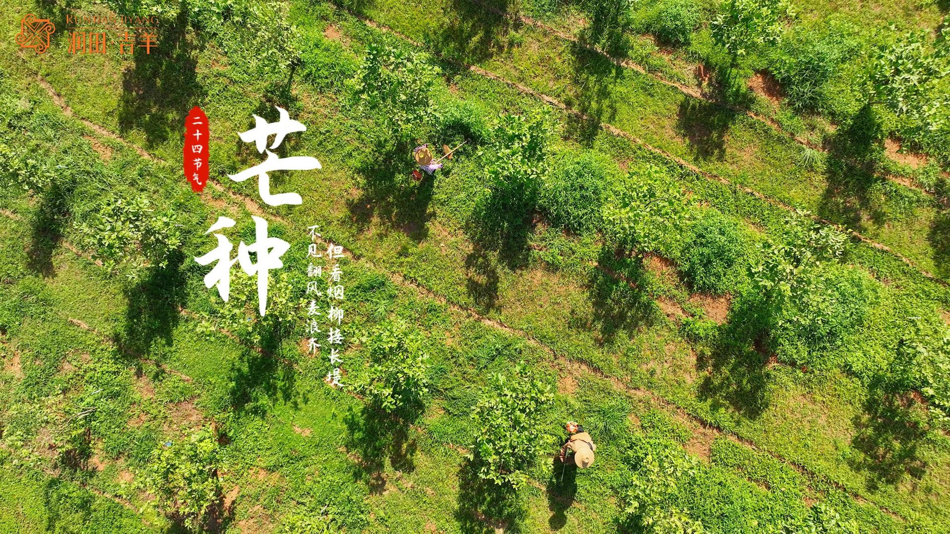 描述