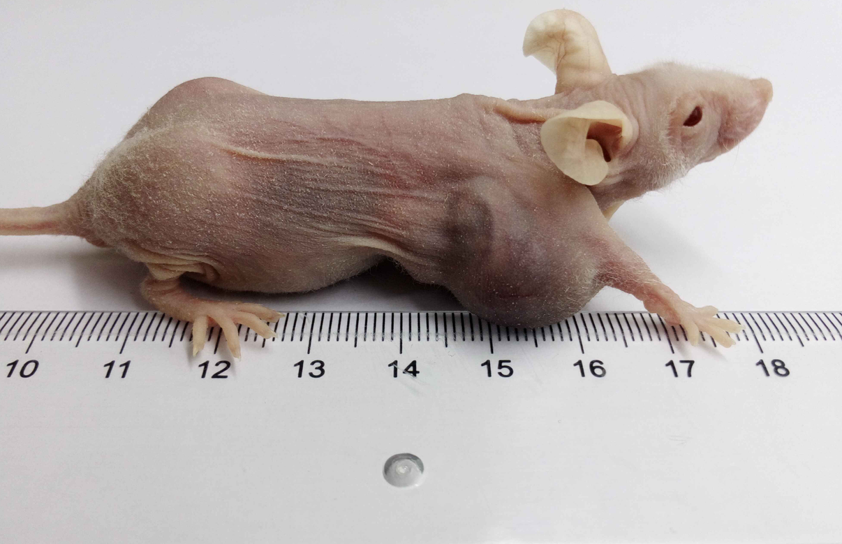 裸鼠成瘤实验