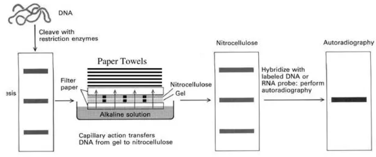 southern blot-1
