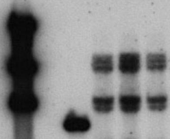 southern blot-3_20231228_17037583555707990