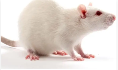 动物实验验证基因功能常见方法介绍